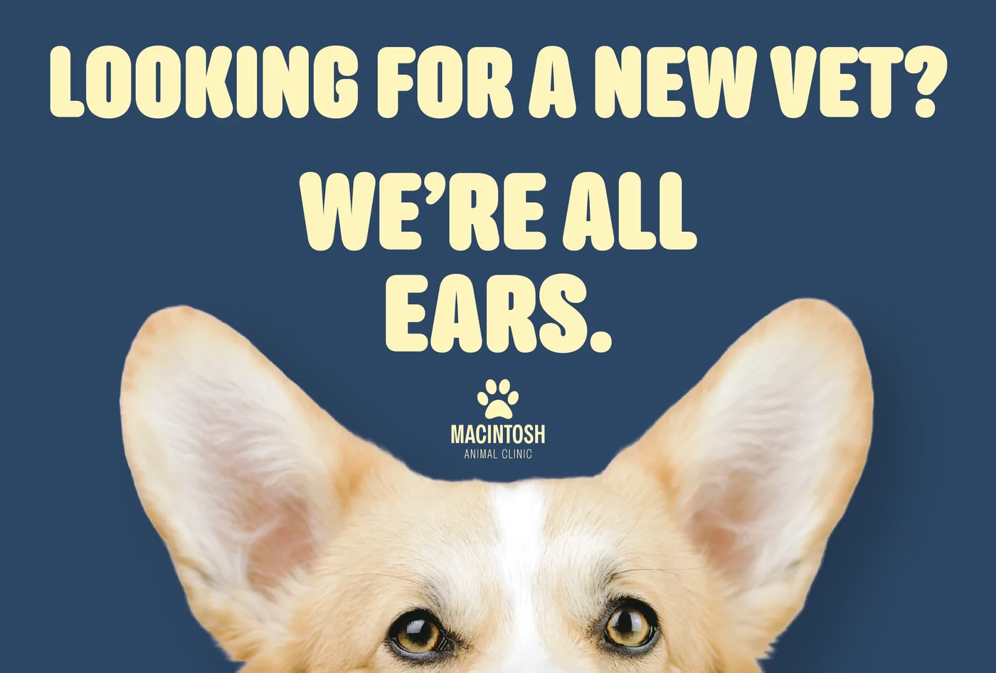 Veterinary clinic postcard front featuring a dog and a new-vet message.